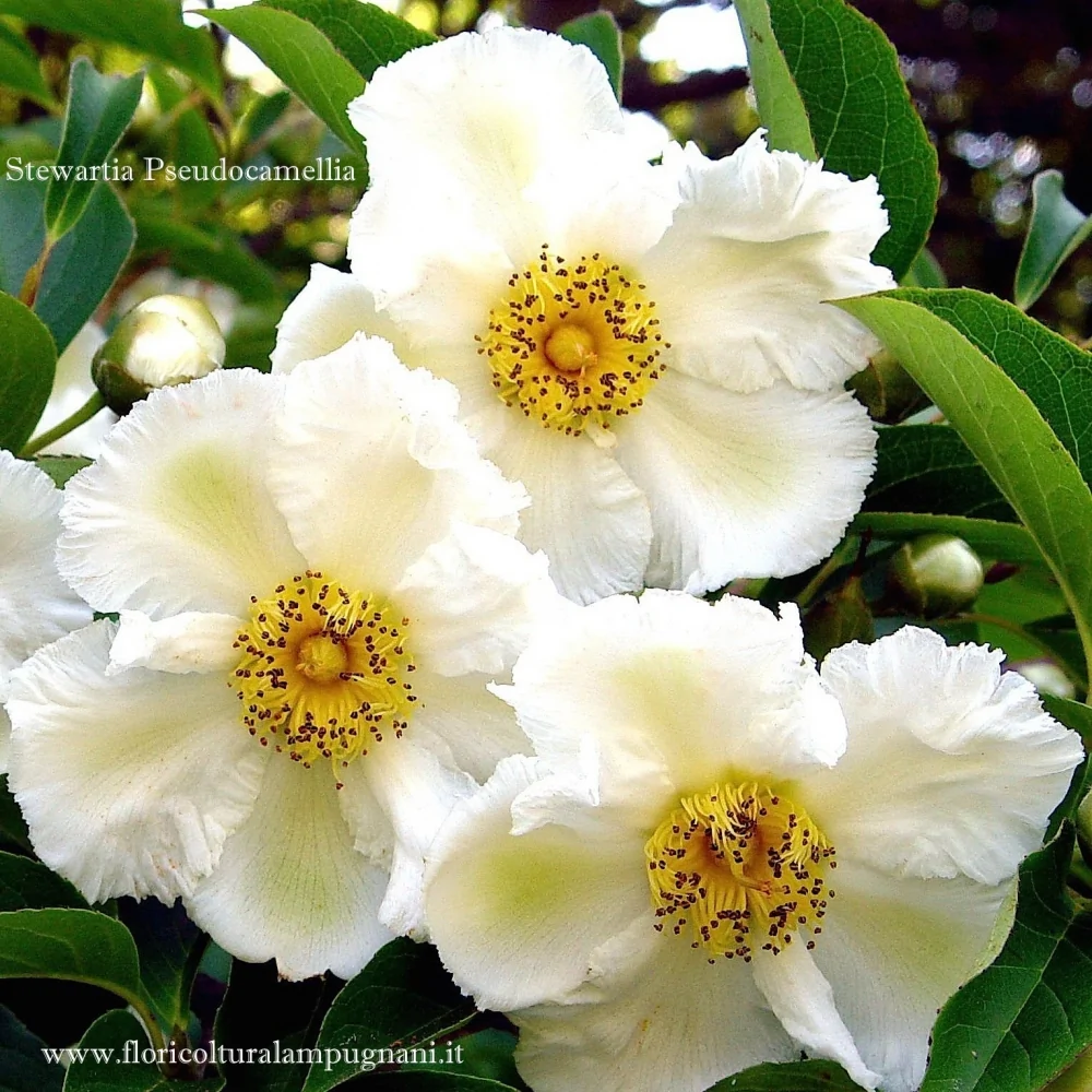 Stewartia pseudocamellia