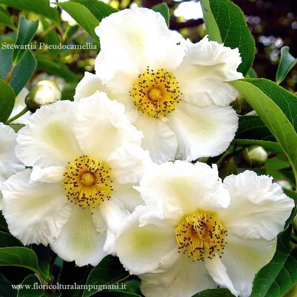 Stewartia pseudocamellia