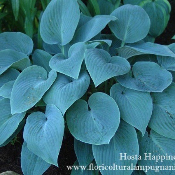 Hosta Happiness