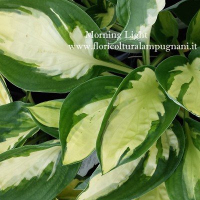 Hosta Morning Light (piante in vaso)