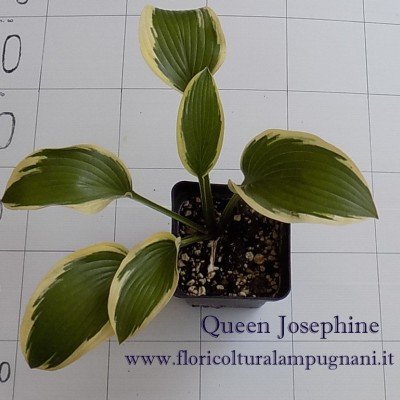 Hosta  Queen Josephine (piante in vaso)