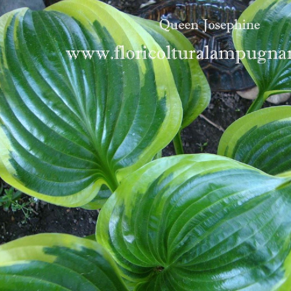 Hosta  Queen Josephine (piante in vaso)