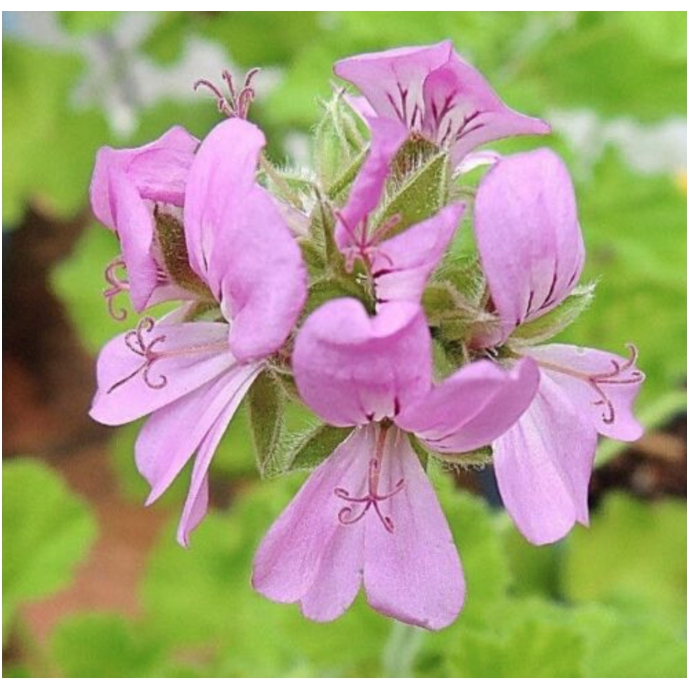 Pelargonium Snowflake