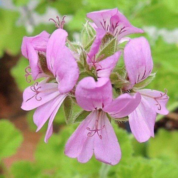 Pelargonium Snowflake