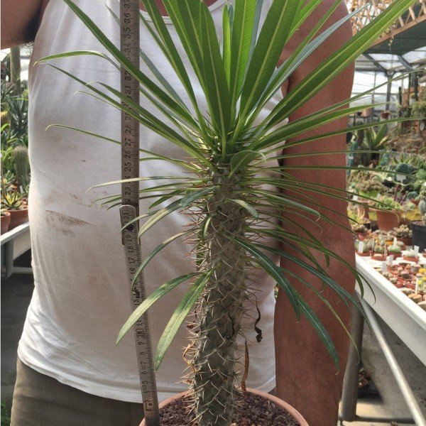 Pachypodium Geayi