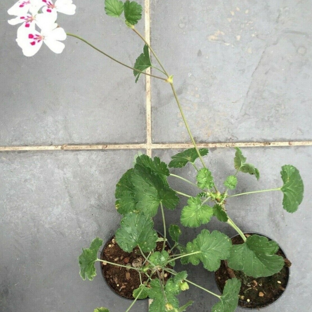 Pelargonium Echinatum