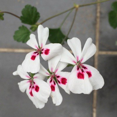 Pelargonium Echinatum