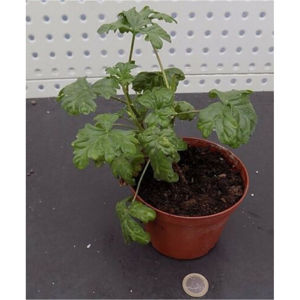 Pelargonium Exihbens