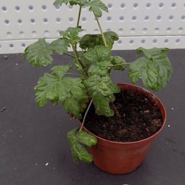 Pelargonium Exihbens