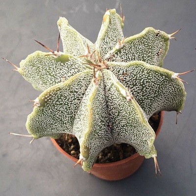 Astrophytum ornatum