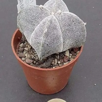 Astrophytum Myriostigma...