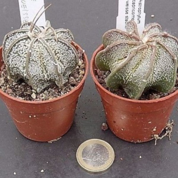 Astrophytum Capricorne niveum