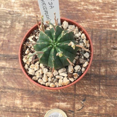 Euphorbia valida x meloformis