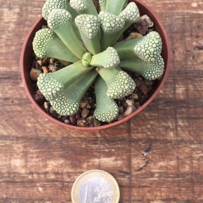 Titanopsis scwantesii klein karas gruenau