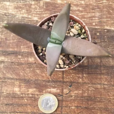 glottiphyllum suave