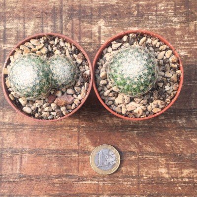 Mammillaria lenta viesca