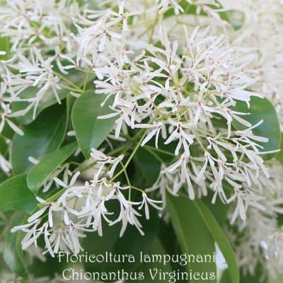 Chionanthus Virginicus