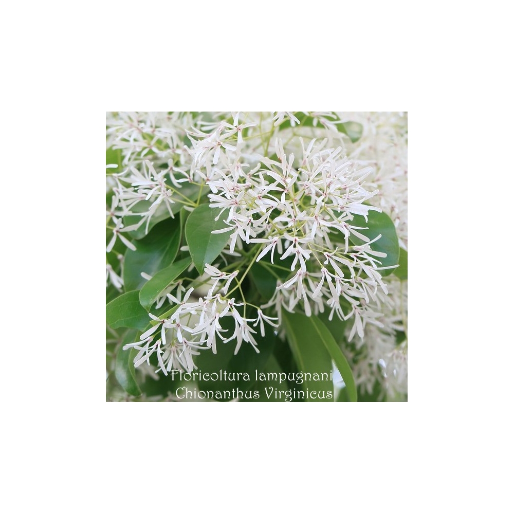 Chionanthus Virginicus