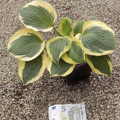 Hosta Clifford's forrest fire