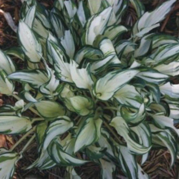 Hosta Fireworks