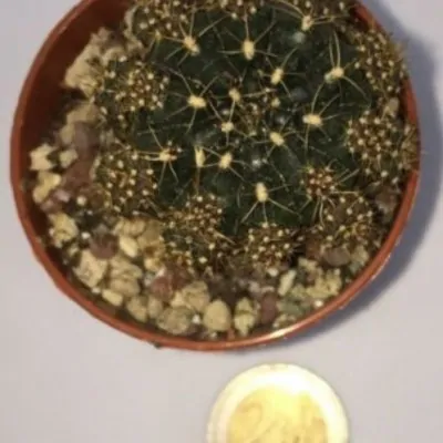 Gymnocalycium damsii multiproliferum