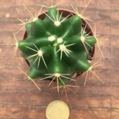 Ferocactus acanthodes nudo s.miguel de allende