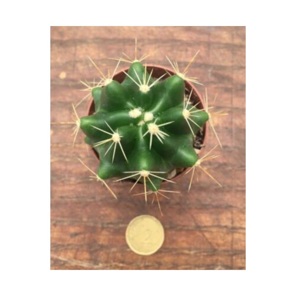 Ferocactus acanthodes