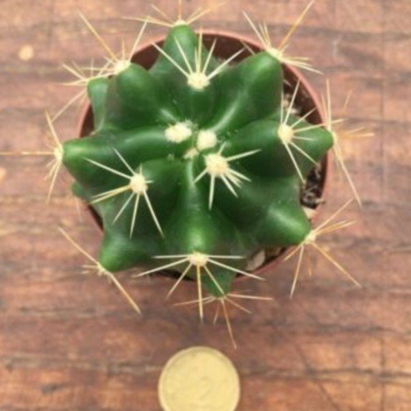 Ferocactus acanthodes