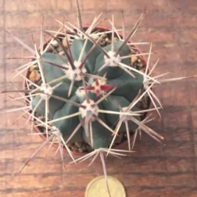 Ferocactus Santamaria (super)