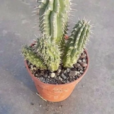 Hoodia escobaria hybr. 