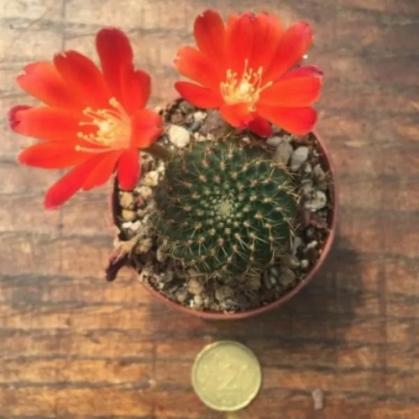 Rebutia vulpina