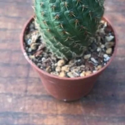 Rebutia vulpina