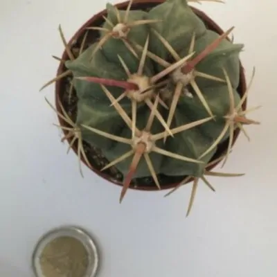 Ferocactus macrodiscus