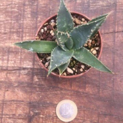 Agave Utahensis Erborispina kingstone