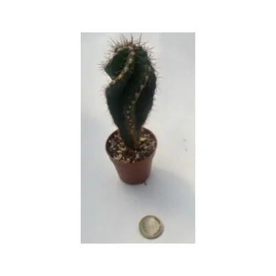 Cereus forbesii spiralis