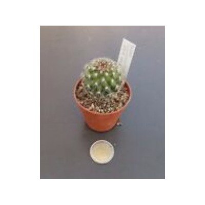  Mammillaria compacticaulis rep. 1047