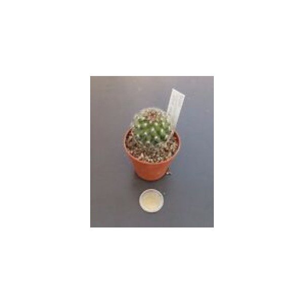  Mammillaria compacticaulis rep. 1047