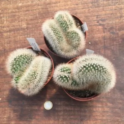 Mammillaria spinosissima sanguinea crestata