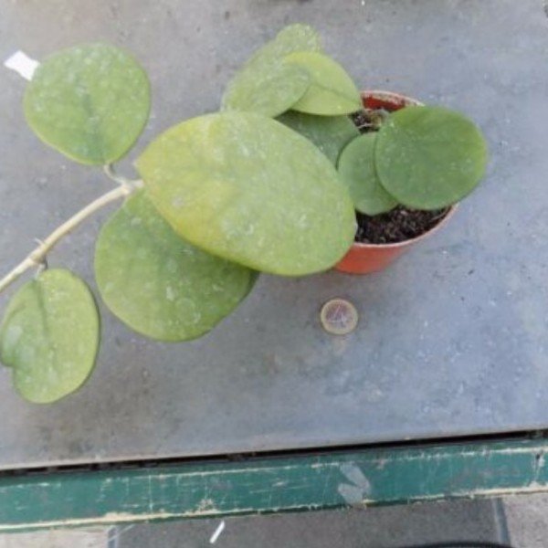 Hoya obovata