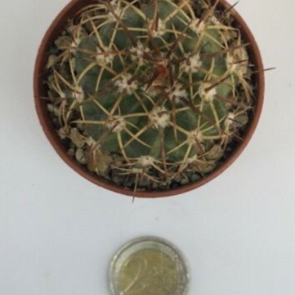 Melocactus delessertianus