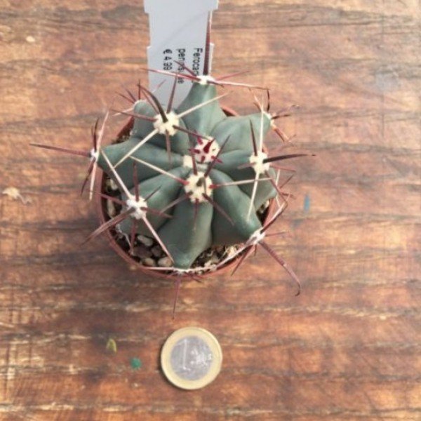 Ferocactus peninsulae