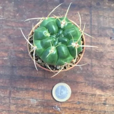 Gymnocalycium monvillei p....