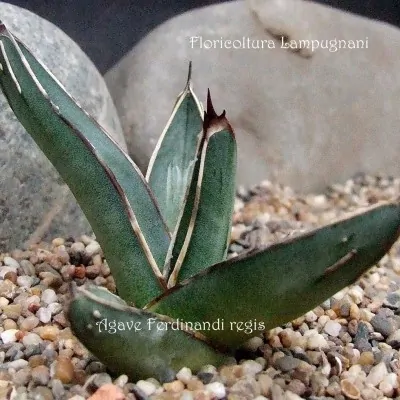 Agave ferdinandii regis...