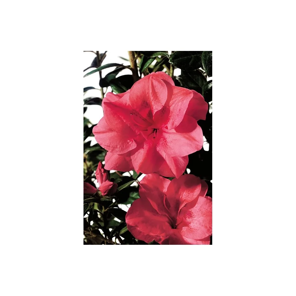 Azalea Encore Princess  (r)