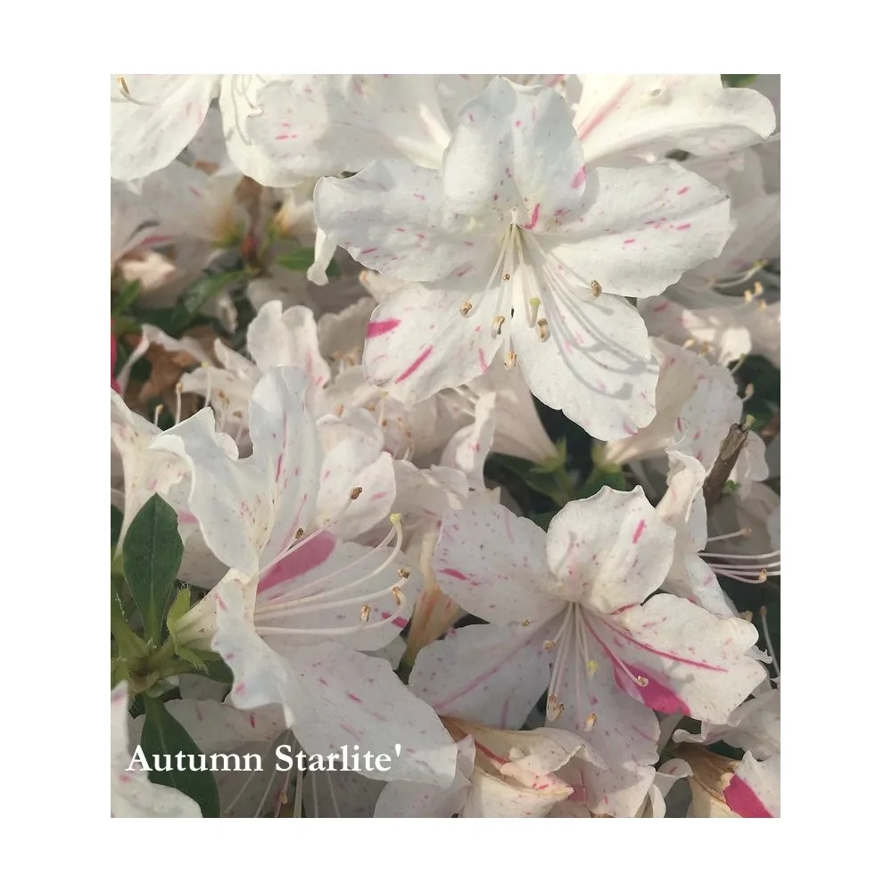 Azalea Encore (r) Autumn Starlite'