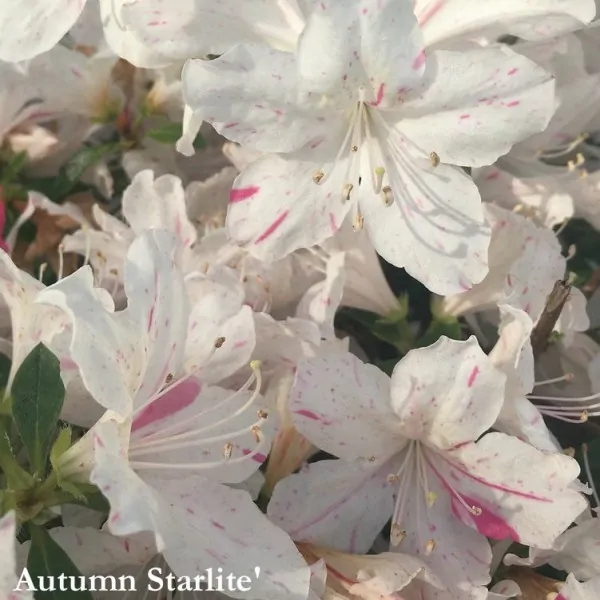 Azalea Encore (r) Autumn Starlite'