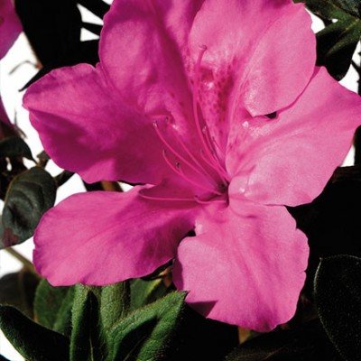 Azalea Encore Sangria  (r)