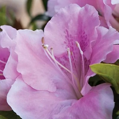 Azalea Encore Sweetheart  (r)