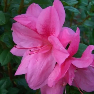 Azalea Encore Empress (r)