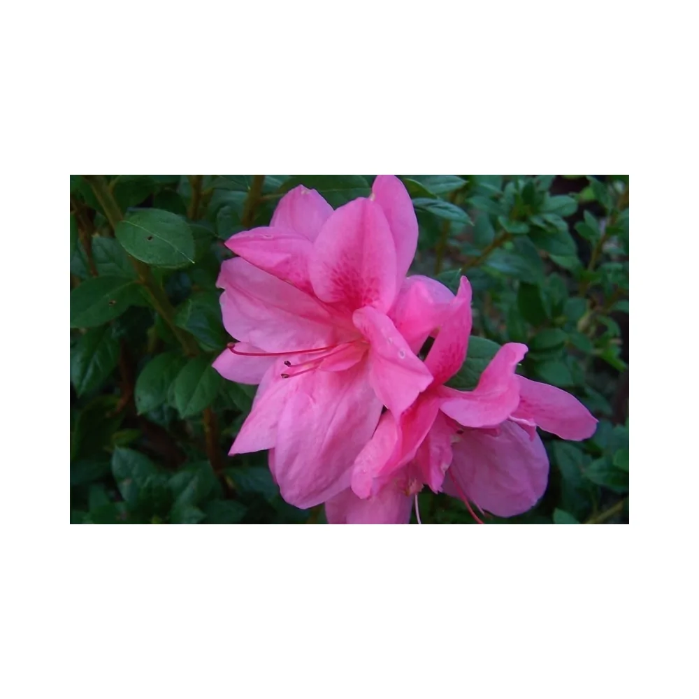 Azalea Encore Empress (r)